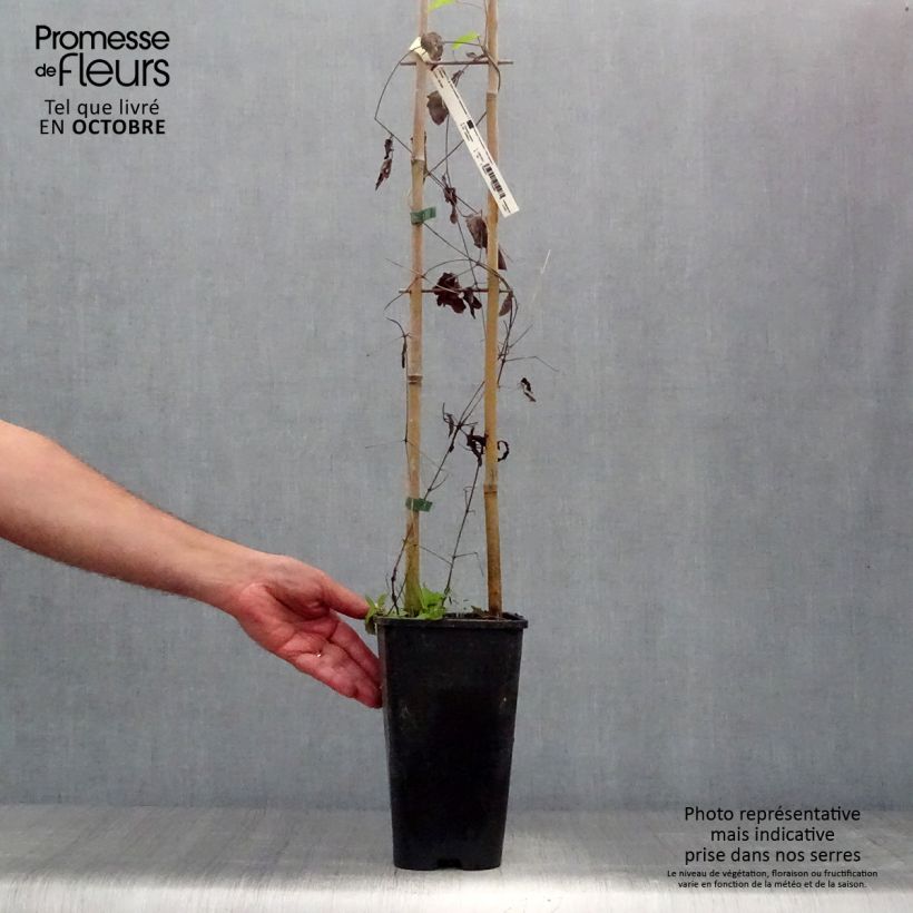 Exemplar von Clematis viticella John Howells - Waldrebe Topf mit 2L/3L wie im Herbst geliefert