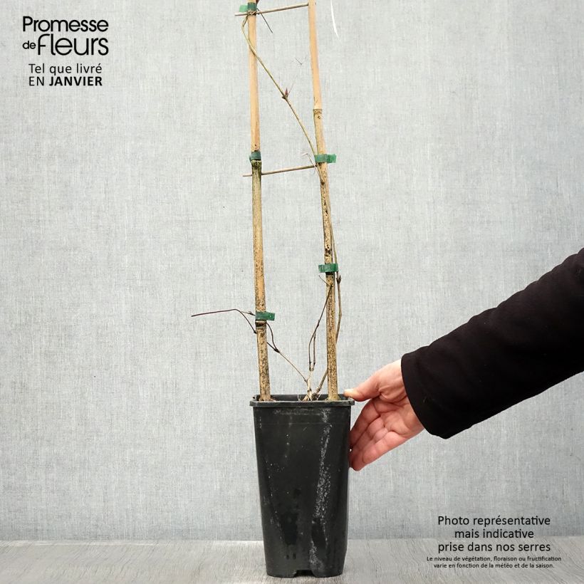 Exemplar von Clematis viticella John Howells - Waldrebe Topf mit 2L/3L wie im Winter geliefert