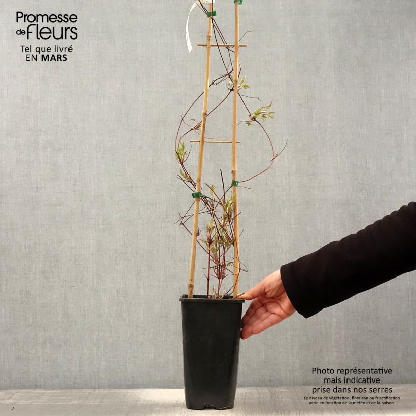 Exemplar von Clematis viticella John Howells - Waldrebe Topf mit 2L/3L wie im Frühjahr geliefert