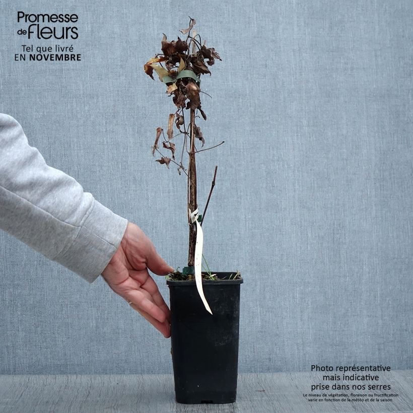 Exemplar von Clematis viticella Polish Spirit - Waldrebe Topf mit 1,5L/2L wie im Herbst geliefert