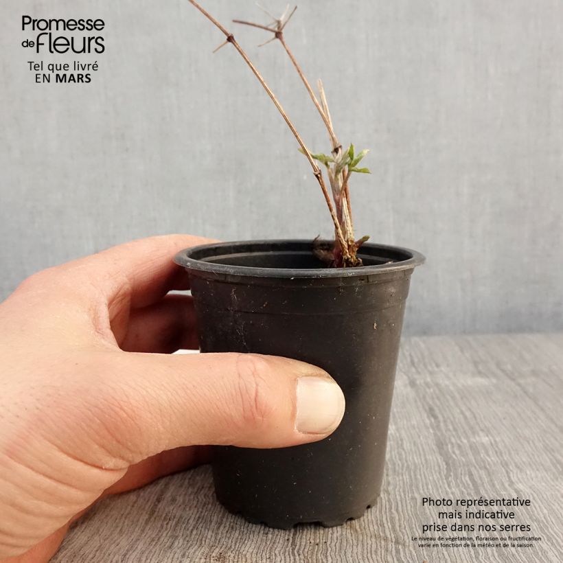 Exemplar von Clematis viticella Purpurea Plena Elegans - Waldrebe Kleine Töpfe von 8/9 cm wie im Frühjahr geliefert