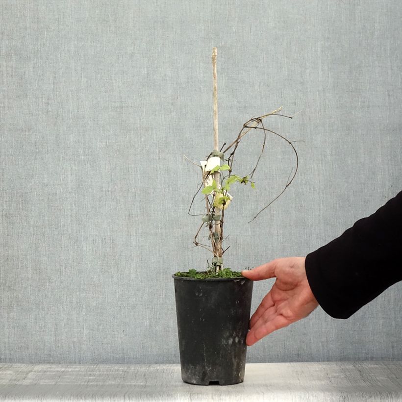 Exemplar von Clematis viticella Purpurea Plena Elegans - Waldrebe Topf mit 2L/3L wie im Herbst geliefert