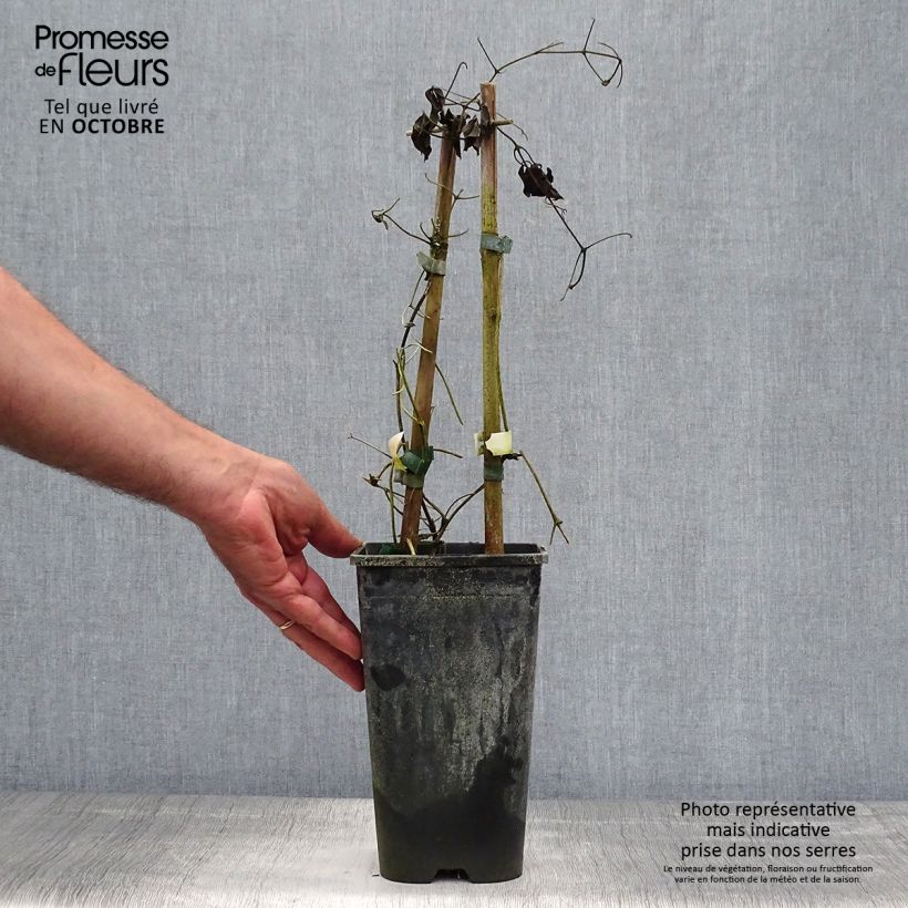 Exemplar von Waldrebe Whoopi - Clematis Topf mit 2L/3L wie im Herbst geliefert