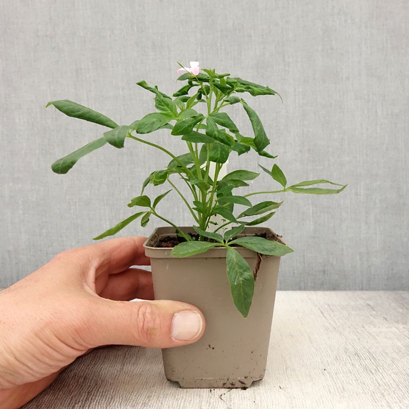 Exemplar von Spinnenpflanze Senorita Carolina - Cleome Kleine Töpfe von 8/9 cm wie im Frühjahr geliefert