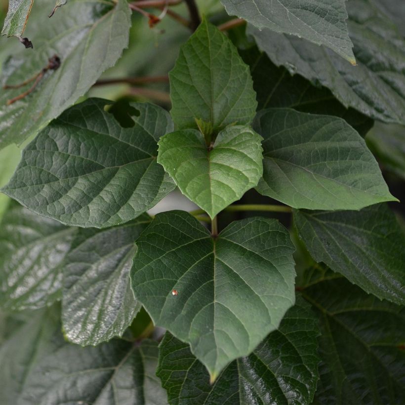 China Losbaum - Clerodendrum bungei (Laub)