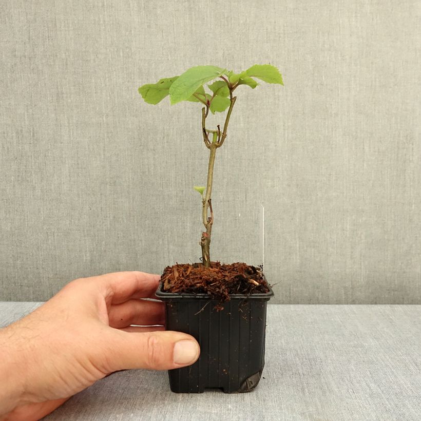 Exemplar von China Losbaum - Clerodendrum bungei Kleine Töpfe von 8/9 cm wie im Herbst geliefert