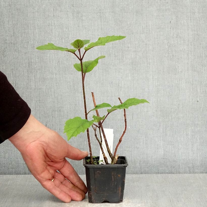 Exemplar von China Losbaum - Clerodendrum bungei Kleine Töpfe von 8/9 cm wie im Frühjahr geliefert