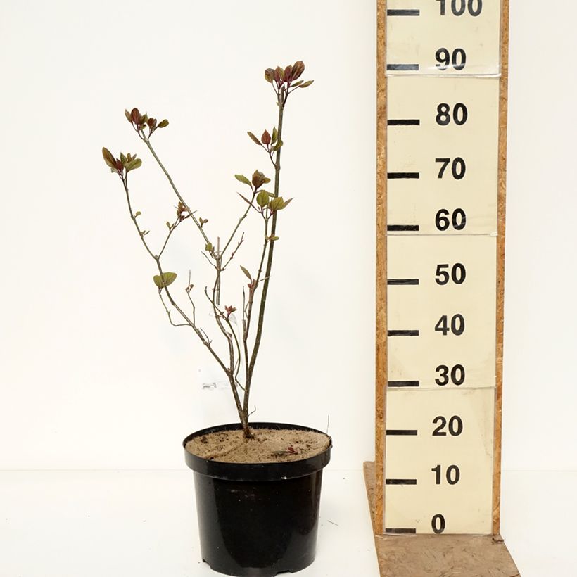 Exemplar von China Losbaum - Clerodendrum bungei Topf mit 7,5L/10L wie im Frühjahr geliefert