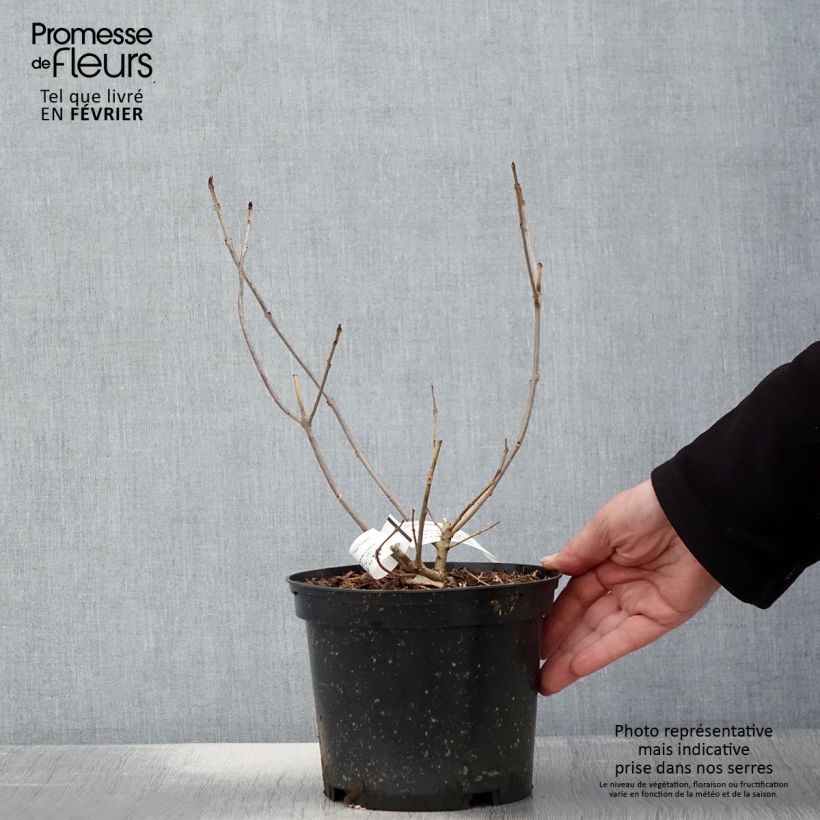 Exemplar von Japanischer Losbaum Variegatum - Clerodendrum trichotomum Topf mit 3L/4L wie im Winter geliefert