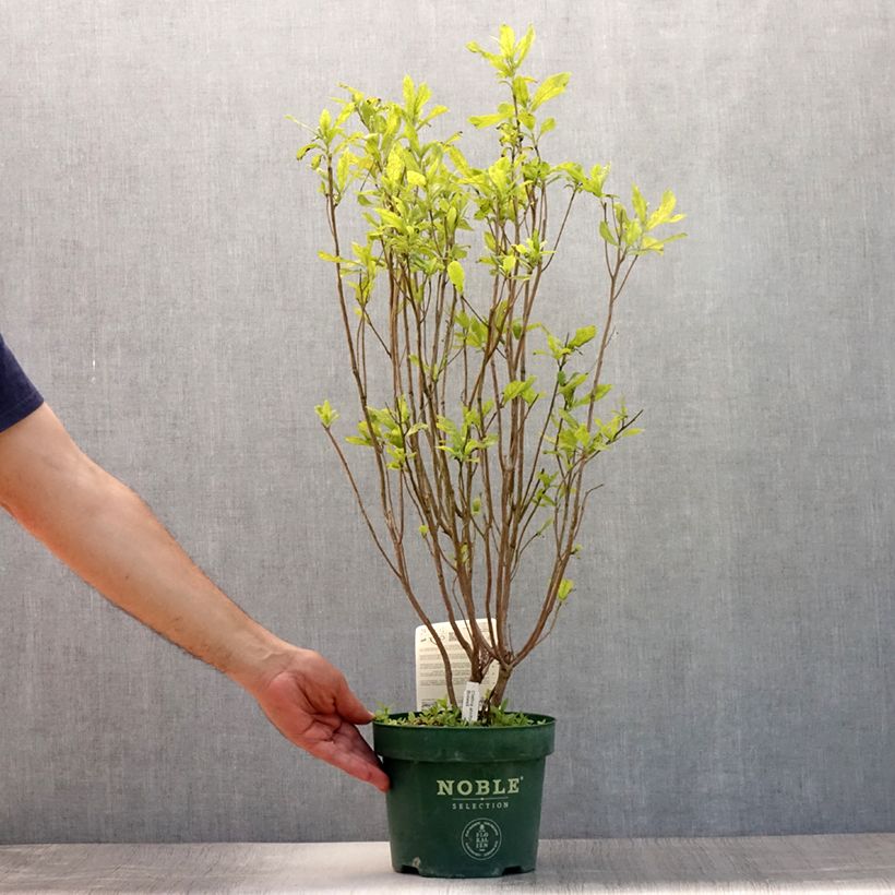 Exemplar von Clethra alnifolia Anne Bidwell - Scheineller Topf mit 2L/3L wie im Sommer geliefert