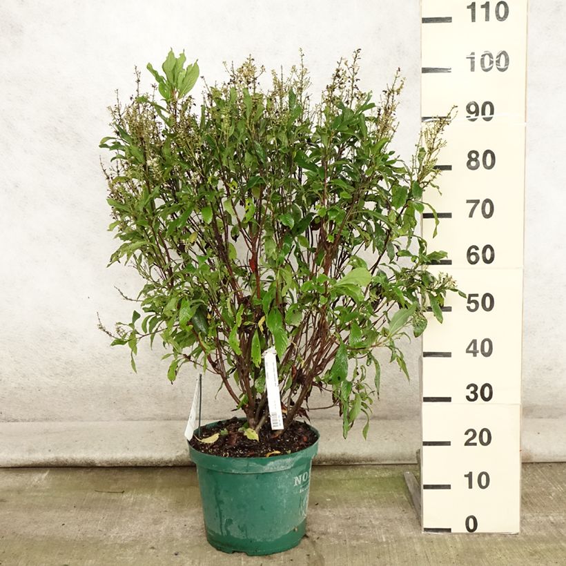 Exemplar von Clethra alnifolia Anne Bidwell - Scheineller Topf mit 7,5L/10L wie im Sommer geliefert