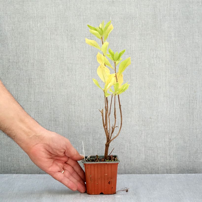 Exemplar von Clethra alnifolia - Scheineller Kleine Töpfe von 8/9 cm wie im Herbst geliefert