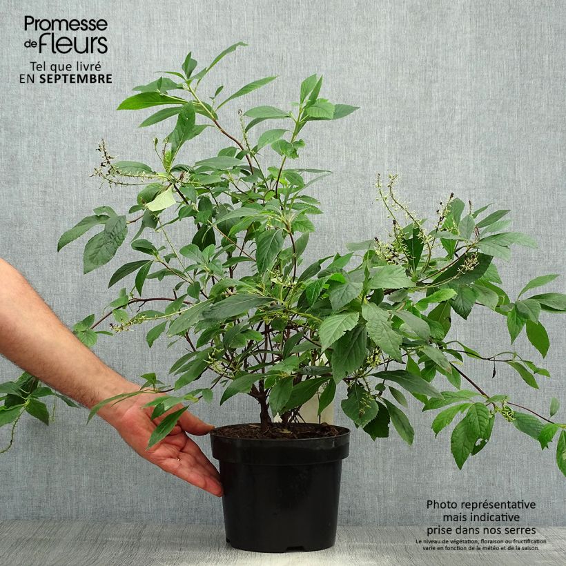 Exemplar von Clethra alnifolia Hummingbird - Scheineller Topf mit 3L/4L wie im Herbst geliefert