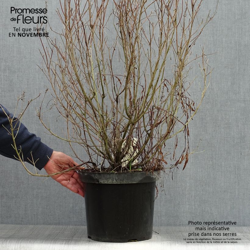 Exemplar von Clethra alnifolia Hummingbird - Scheineller Topf mit 7,5L/10L wie im Herbst geliefert