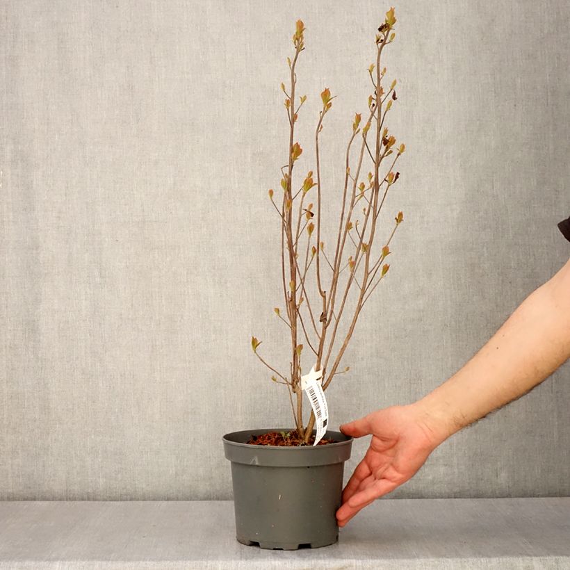 Exemplar von Clethra alnifolia Pink Spire - Scheineller Topf mit 3L/4L wie im Frühjahr geliefert