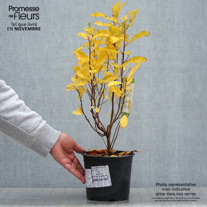 Exemplar von Clethra alnifolia - Scheineller Topf mit 3L/4L wie im Herbst geliefert