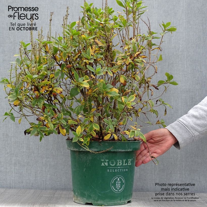 Exemplar von Clethra alnifolia Sixteen Candles - Scheineller Topf mit 7,5L/10L wie im Herbst geliefert