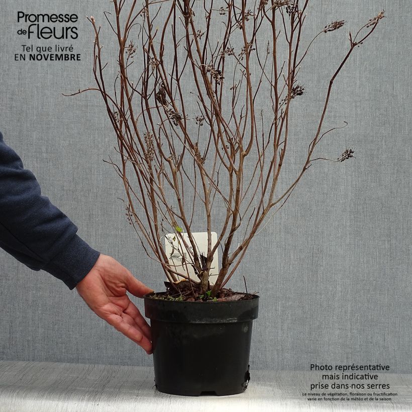 Exemplar von Clethra alnifolia Vanilla Spice - Scheineller Topf mit 2L/3L wie im Herbst geliefert