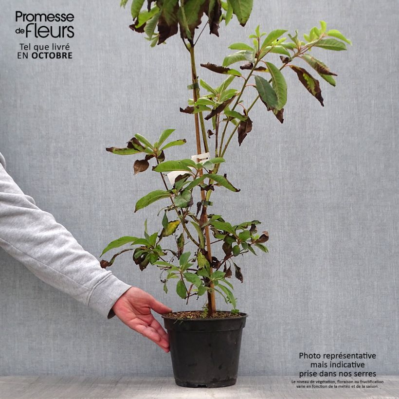 Exemplar von Clethra barbinervis Great Star Minbarb - Scheineller Topf mit 4L/5L wie im Herbst geliefert