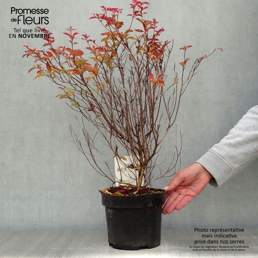 Exemplar von Clethra barbinervis - Scheineller Topf mit 3L/4L wie im Herbst geliefert