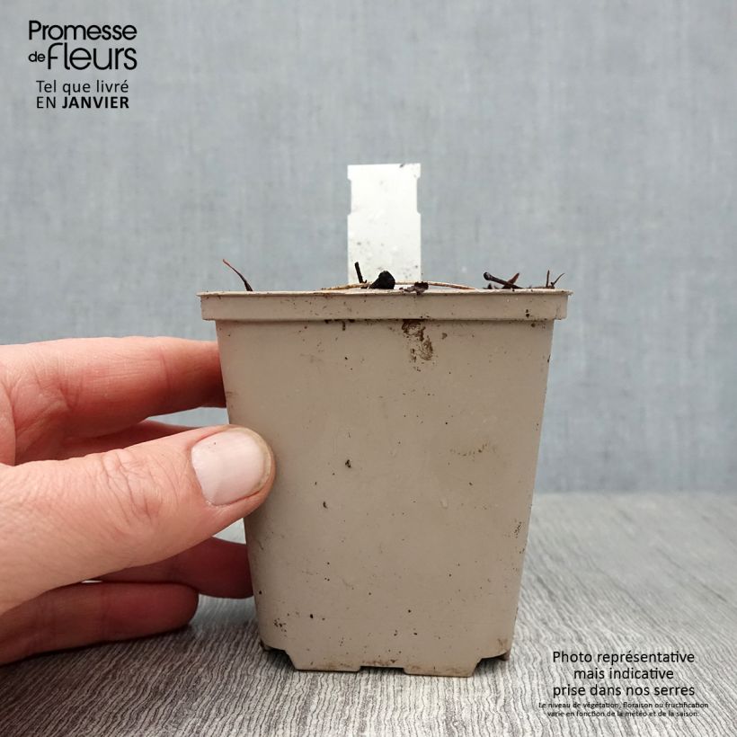 Exemplar von Dicentra spectabilis Ruby Gold - Tränendes Herz Kleine Töpfe von 8/9 cm wie im Winter geliefert