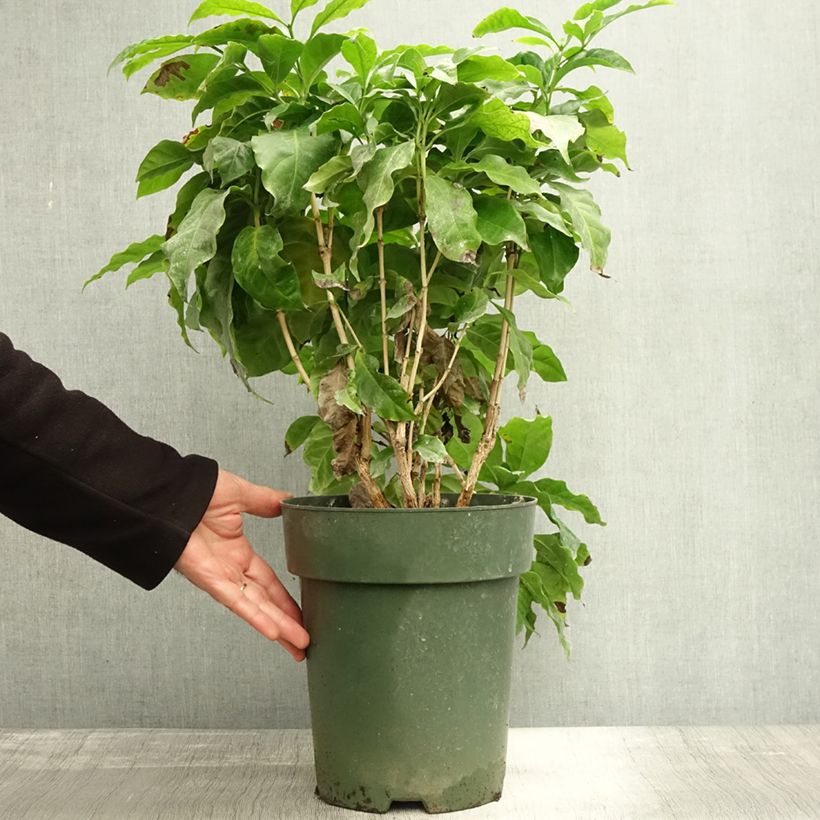 Exemplar von Kaffeestrauch - Coffea arabica Topf mit 6L/7L wie im Herbst geliefert
