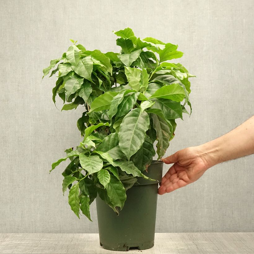 Exemplar von Kaffeestrauch - Coffea arabica Topf mit 6L/7L wie im Sommer geliefert