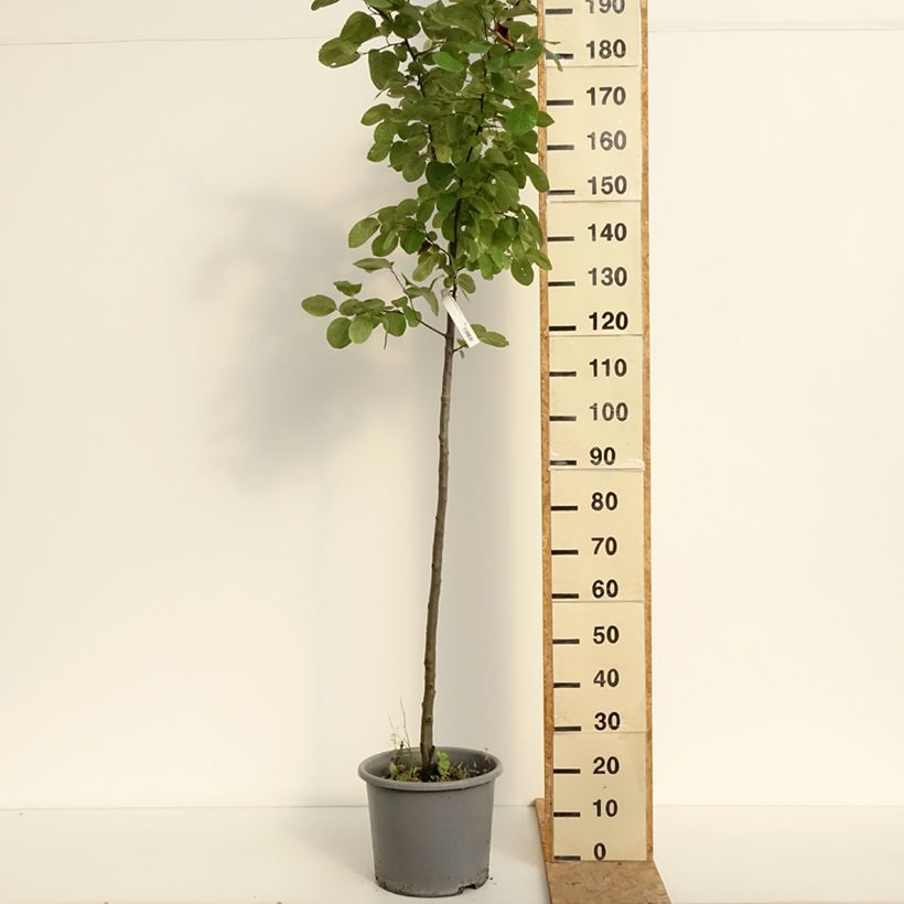 Exemplar von Quitte Aromatnaya - Cydonia oblonga Topf mit 12L/15L wie im Sommer geliefert