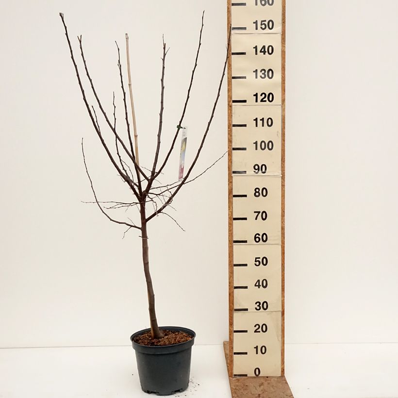 Exemplar von Quitte Champion - Cydonia oblonga Topf mit 7,5L/10L, Gobelet-Form wie im Winter geliefert