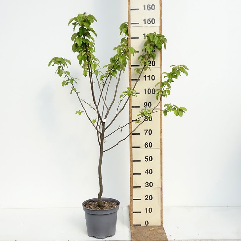 Exemplar von Quitte Champion - Cydonia oblonga Topf mit 7,5L/10L, Gobelet-Form wie im Frühjahr geliefert