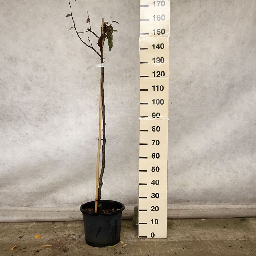 Exemplar von Quitte Champion - Cydonia oblonga Topf mit 12L/15L, Halbstamm wie im Herbst geliefert