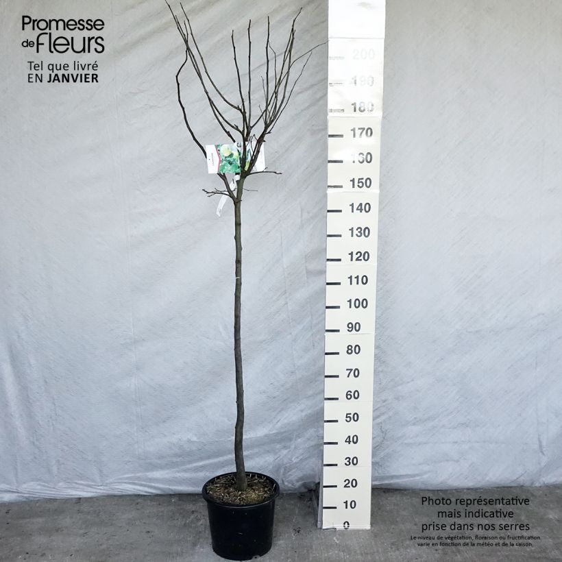 Exemplar von Quitte Champion - Cydonia oblonga Topf mit 12L/15L, Halbstamm wie im Winter geliefert