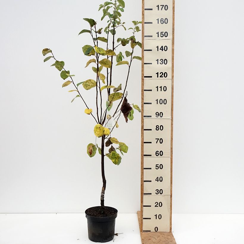 Exemplar von Quitte Vranja - Cydonia oblonga Topf mit 7,5L/10L, Gobelet-Form wie im Herbst geliefert