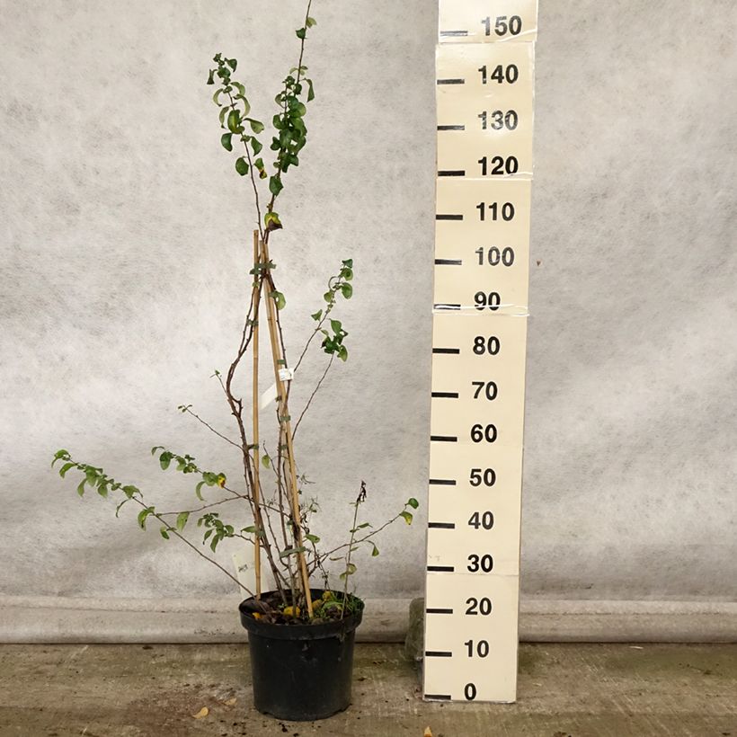 Exemplar von Zierquitte Cameo - Chaenomeles superba Topf mit 7,5L/10L wie im Herbst geliefert