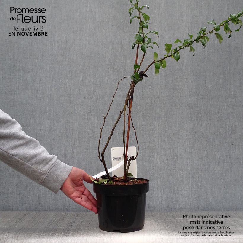 Exemplar von Zierquitte Cameo - Chaenomeles superba Topf mit 3L/4L wie im Herbst geliefert