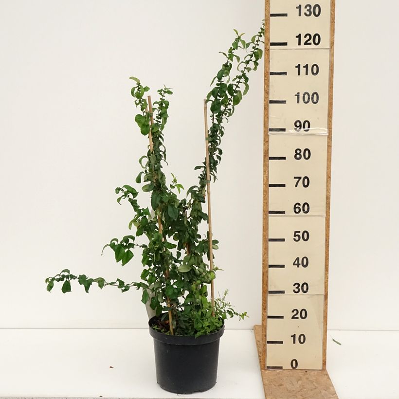 Exemplar von Zierquitte Cameo - Chaenomeles superba Topf mit 7,5L/10L wie im Sommer geliefert