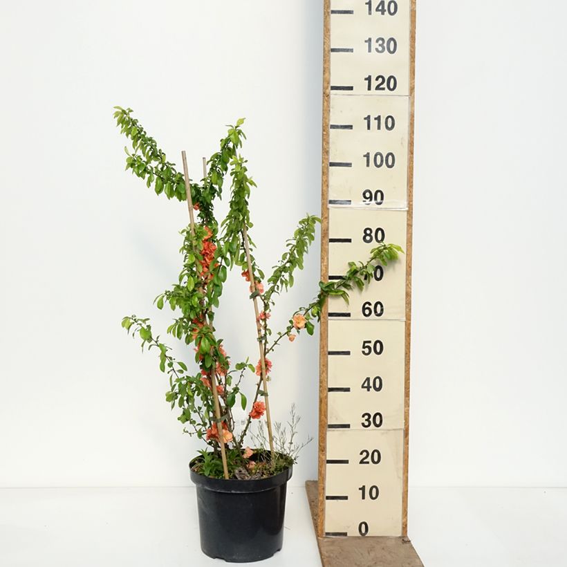 Exemplar von Zierquitte Cameo - Chaenomeles superba Topf mit 7,5L/10L wie im Frühjahr geliefert