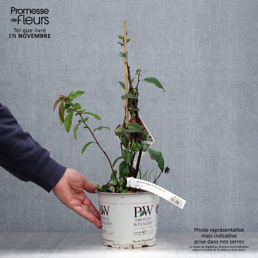 Exemplar von Zierquitte Mango Storm - Chaenomeles speciosa Topf mit 3L/4L wie im Herbst geliefert