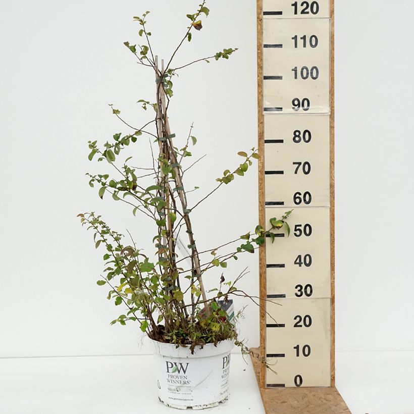 Exemplar von Zierquitte Mango Storm - Chaenomeles speciosa Topf mit 7,5L/10L wie im Herbst geliefert