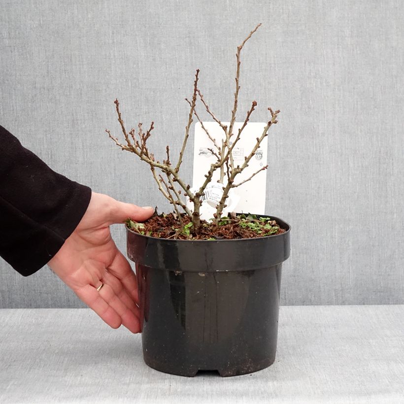 Exemplar von Zierquitte Red Kimono - Chaenomeles speciosa Topf mit 4L/5L wie im Winter geliefert