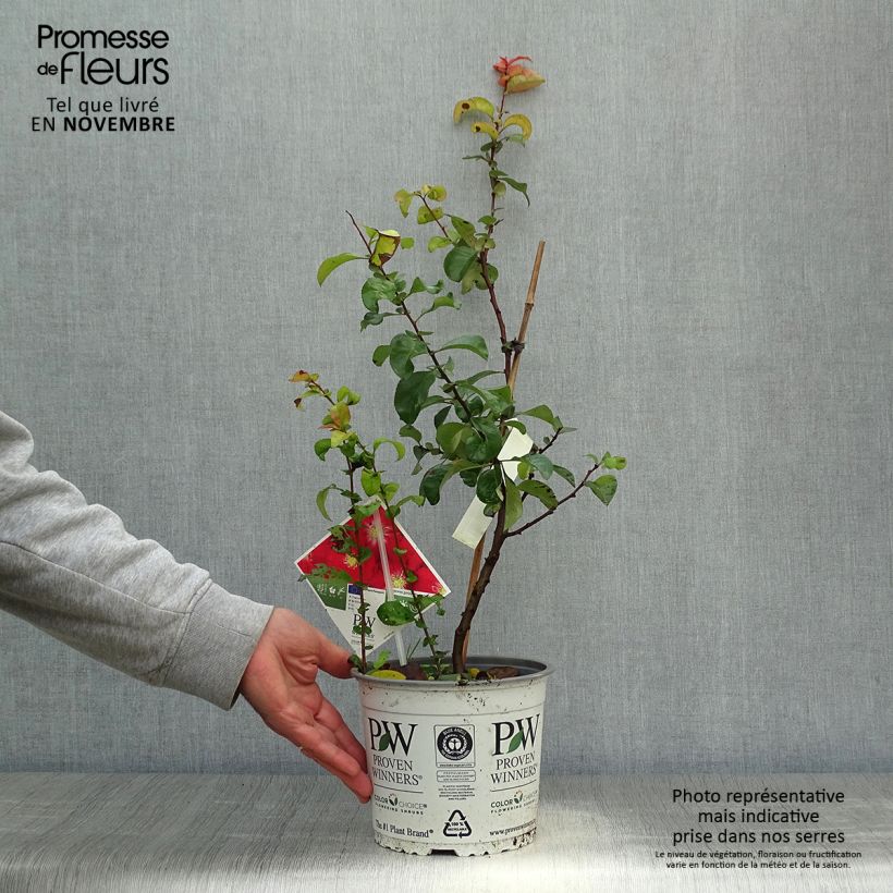 Exemplar von Zierquitte Scarlet Storm - Chaenomeles speciosa Topf mit 3L/4L wie im Herbst geliefert