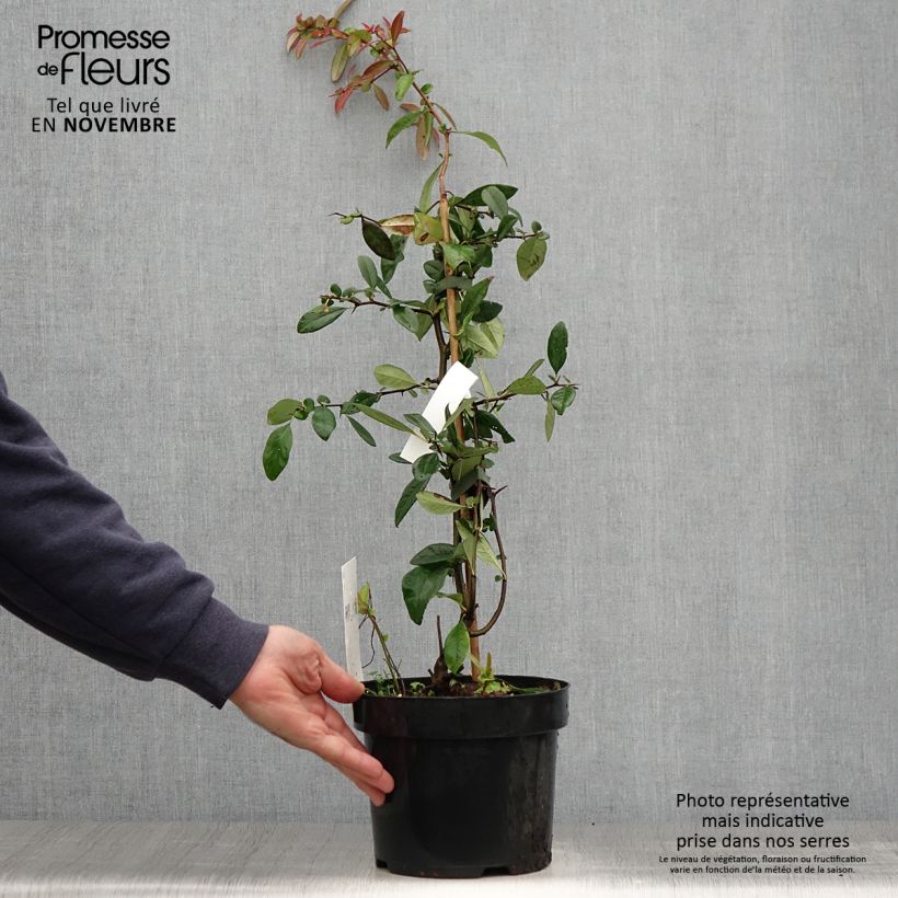 Exemplar von Zierquitte Toyo-Nishiki - Chaenomeles speciosa Topf mit 2L/3L wie im Herbst geliefert