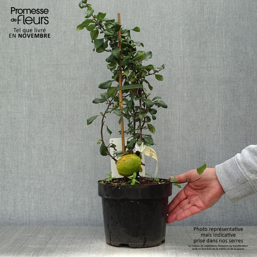 Exemplar von Zierquitte Elly Mossel - Chaenomeles superba Topf mit 2L/3L wie im Herbst geliefert