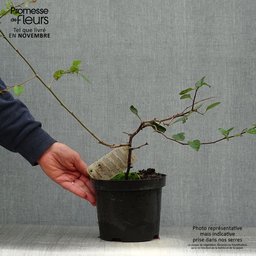 Exemplar von Zierquitte Etna - Chaenomeles superba Topf mit 2L/3L wie im Herbst geliefert