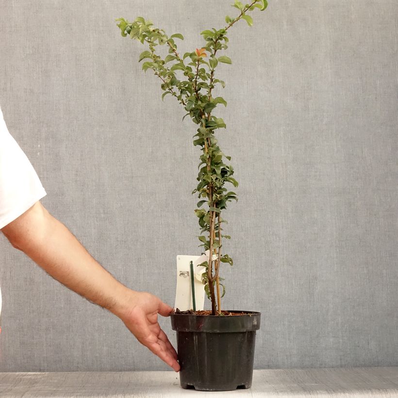 Exemplar von Zierquitte Salmon Horizon - Chaenomeles superba Topf mit 2L/3L wie im Sommer geliefert