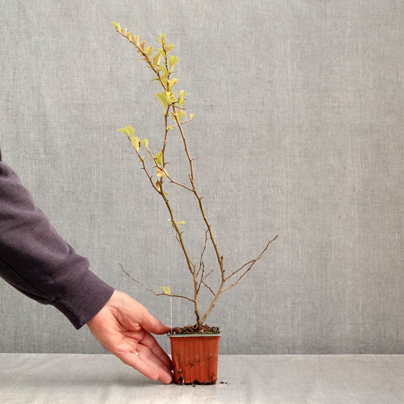 Exemplar von Zierquitte Salmon Horizon - Chaenomeles superba Kleine Töpfe von 8/9 cm wie im Herbst geliefert