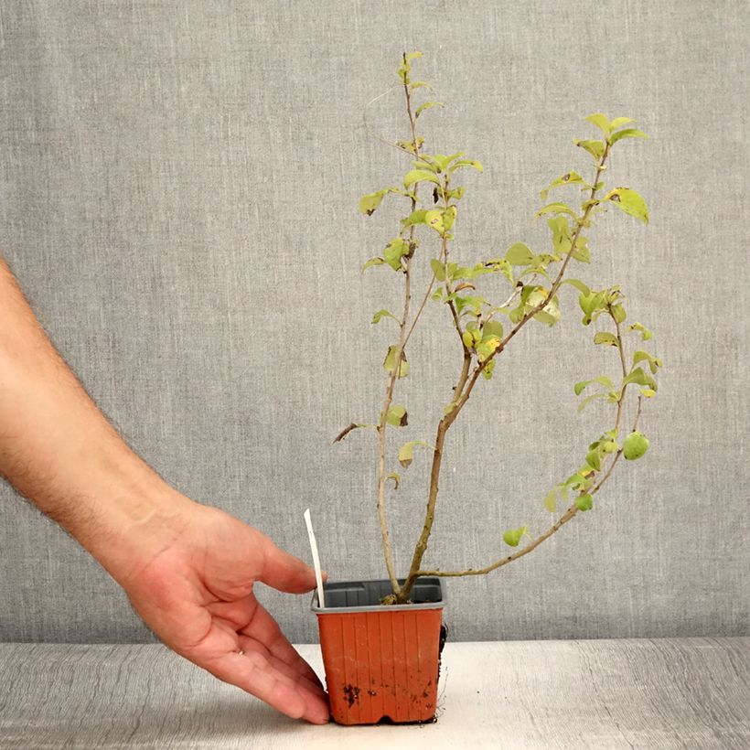 Exemplar von Zierquitte Salmon Horizon - Chaenomeles superba Kleine Töpfe von 8/9 cm wie im Sommer geliefert