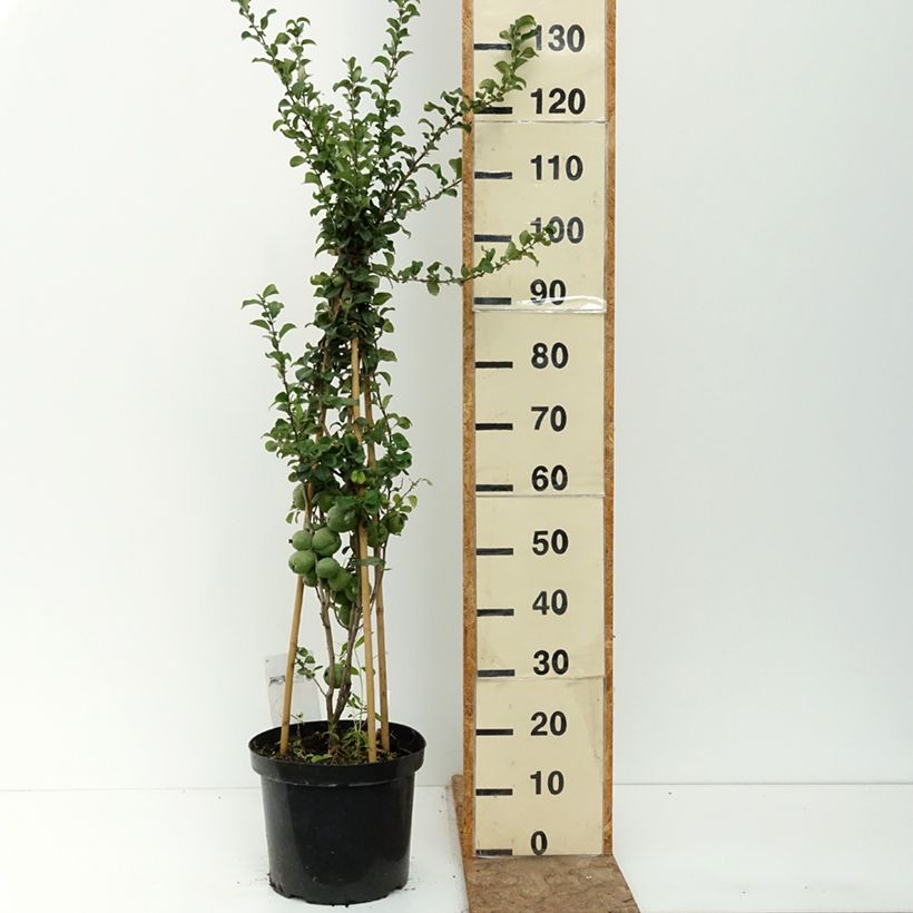 Exemplar von Zierquitte Salmon Horizon - Chaenomeles superba Topf mit 7,5L/10L wie im Sommer geliefert