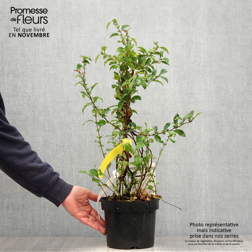 Exemplar von Zierquitte Texas Scarlet - Chaenomeles superba Topf mit 2L/3L wie im Herbst geliefert
