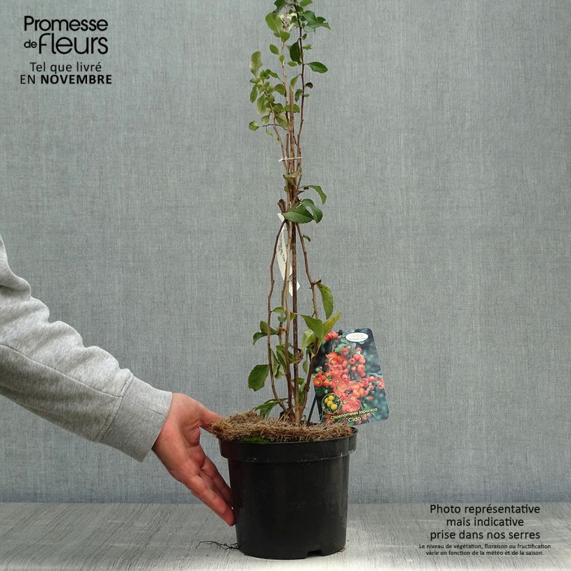Exemplar von Japanische Zierquitte Cido - Chaenomeles japonica Topf mit 2L/3L wie im Herbst geliefert